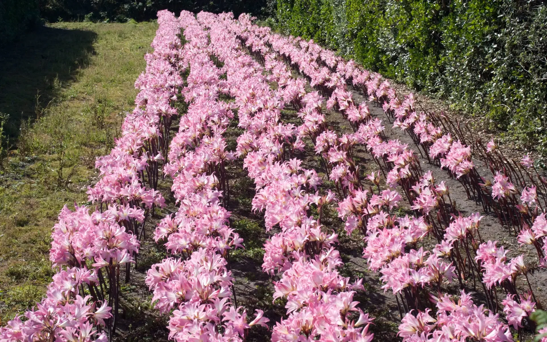 Farmer Overturns £43,000 HMRC VAT Penalty After Tribunal Rules Rule Change Was Hidden
