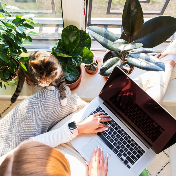 Overhead view of woman using laptop with cat nearby
