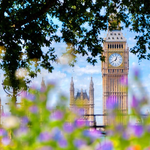 Big Ben clock tower framed by colorful purple flowers